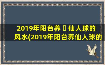 2019年阳台养 ☘ 仙人球的风水(2019年阳台养仙人球的风水怎么样)